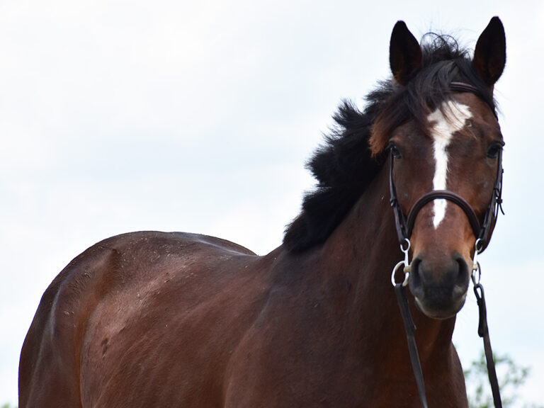 61: Thoroughbred Dressage, A Grant for Standardbreds, and Cobra Kai by Kentucky Performance Products