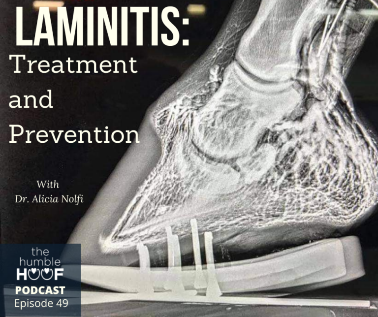 Laminitis: Treatment and Prevention