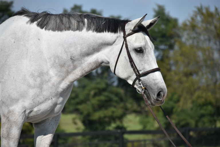 65: Guide to the Makeover, Team Effort for TB Makeover, Noblesque by Kentucky Performance Products
