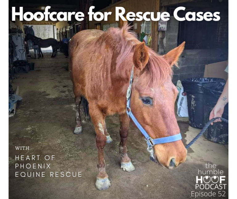 Hoofcare for Rescue Cases with Heart of Phoenix Equine Rescue