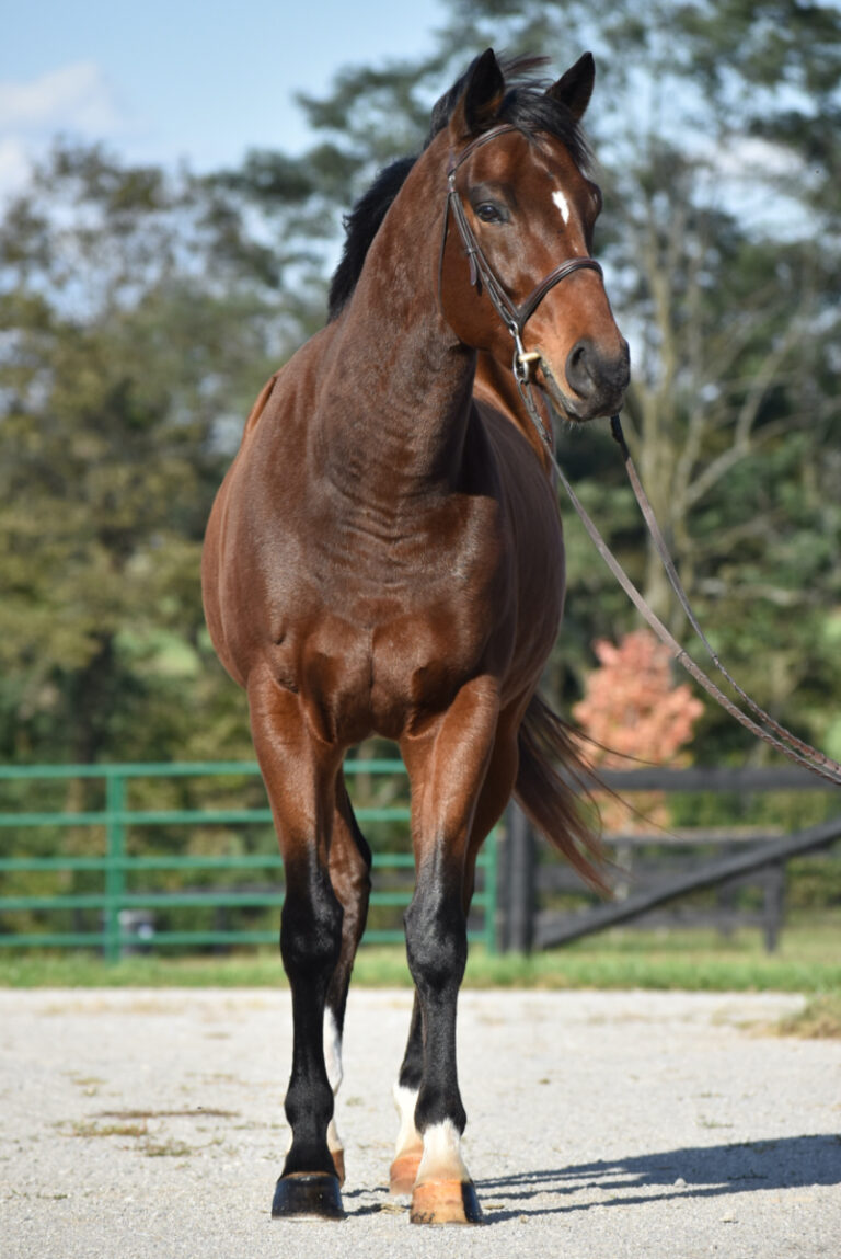 68: 2022 TB Makeover, Gate to Great, and King Hendrik by Kentucky Performance Products