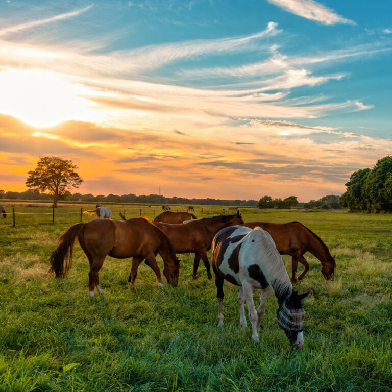 Environmentally Sustainable with Horses for August 1, 2023 by American Horse Council
