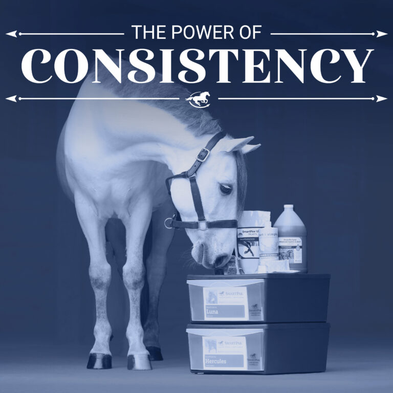 The Power of Consistency in Horse Care