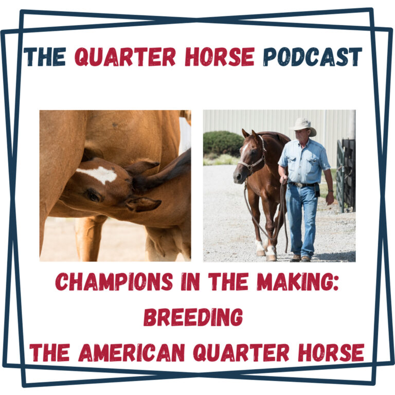 Champions in the Making: Breeding the American Quarter Horse