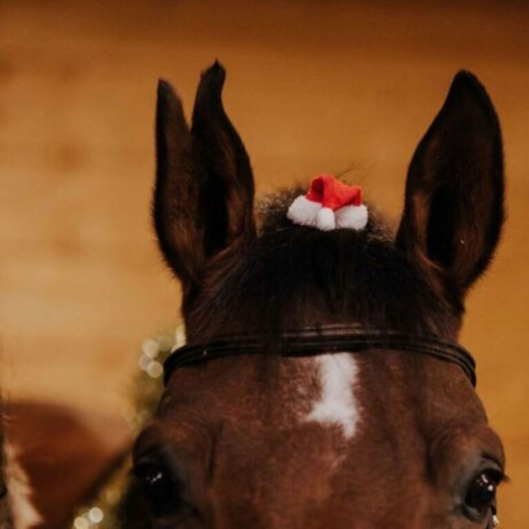 Horses Keep Us Going