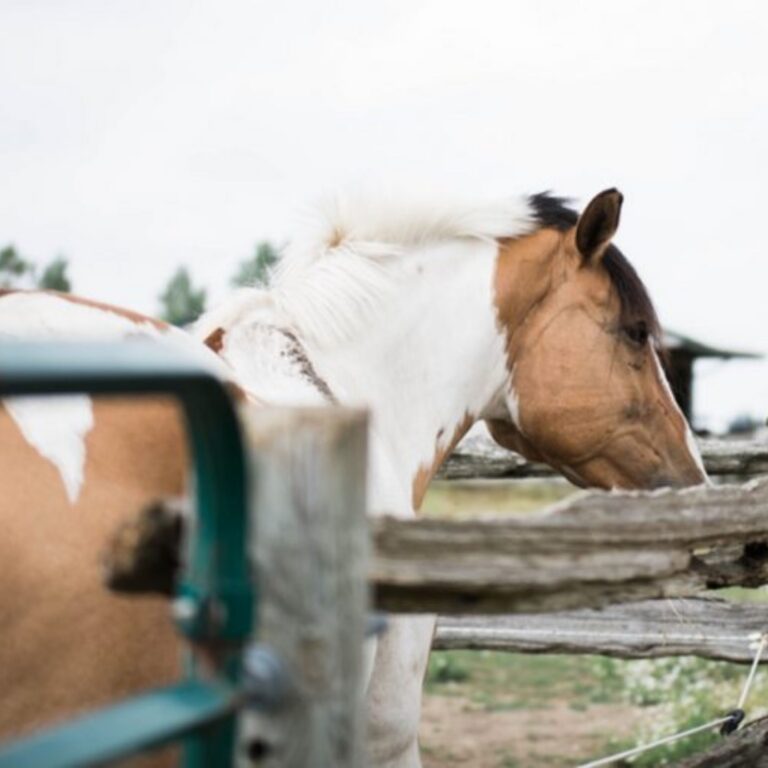 How Do We Make Horse Sport Better?
