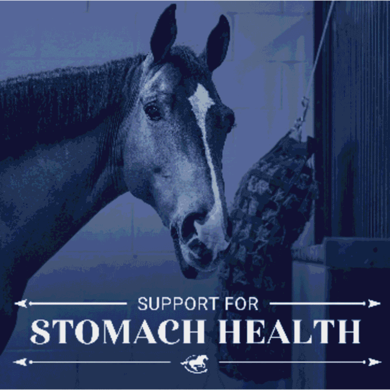 Support for Stomach Health