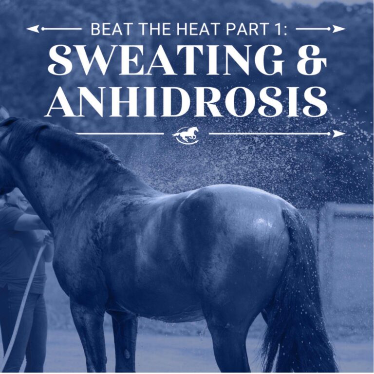 Beat the Heat Part 1 – Sweating & Anhidrosis