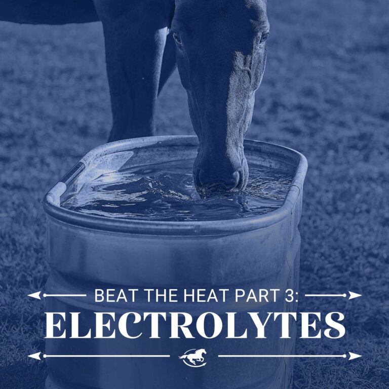 Beat the Heat Part 3 – Electrolytes