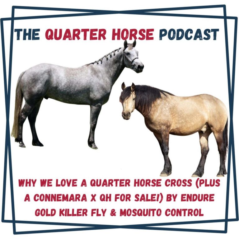 Why We Love a Quarter Horse Cross (Plus a Connemara x QH for Sale!) by Endure Gold Killer Fly & Mosquito Control
