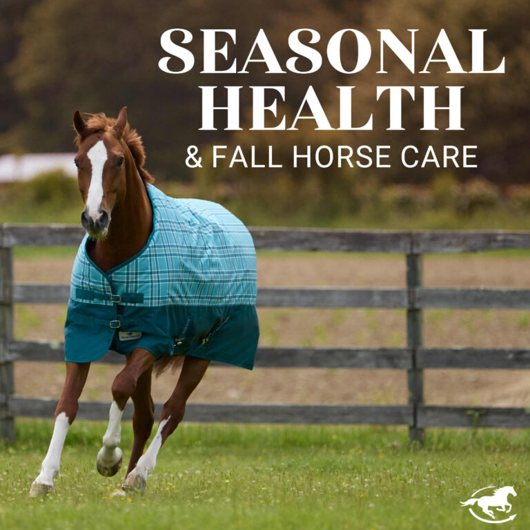 Seasonal Health & Fall Horse Care