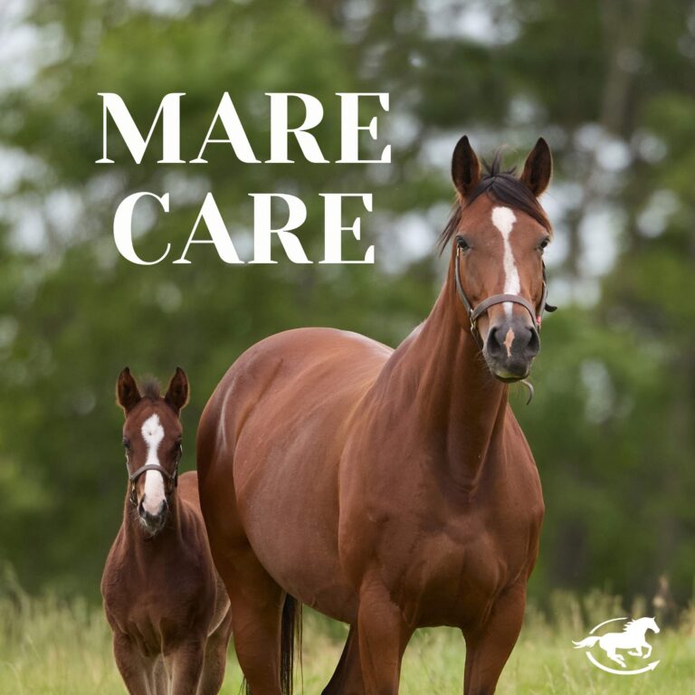 Mare Care