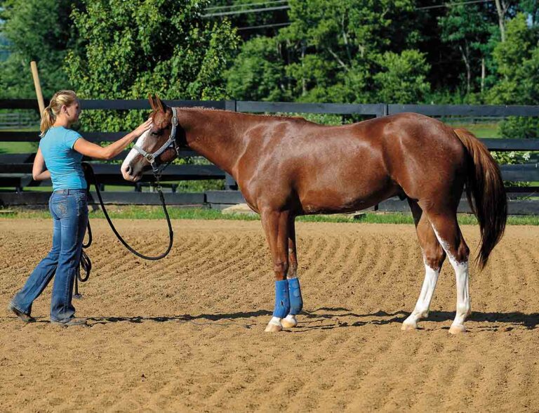 A horse trainer pets a horse on the face after longeing it.