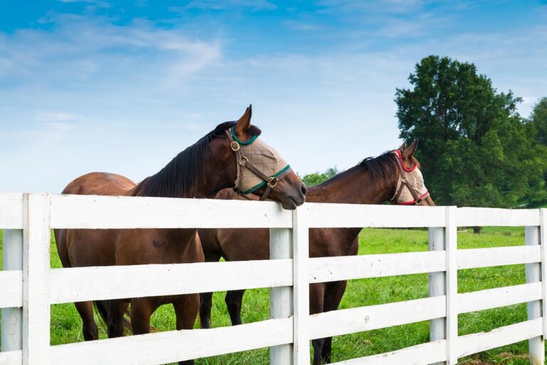 A bay and chestnut horse look over a white pasture fence