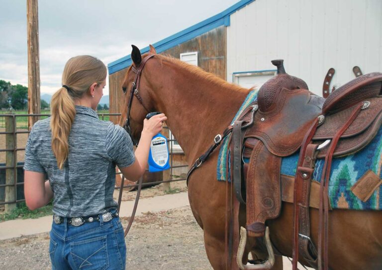 A woman applies fly spray to a horse in western tack