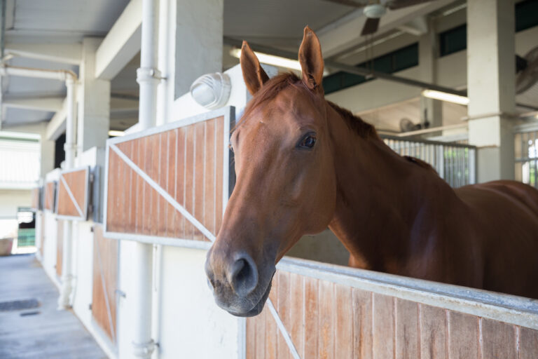 A chestnut horse looking over his stall door in a barn