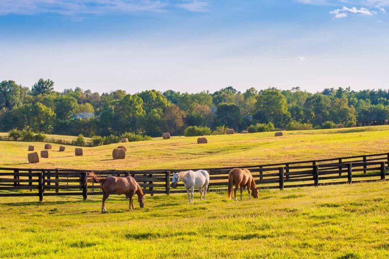 horses wearing grazing muzzles in a pasture