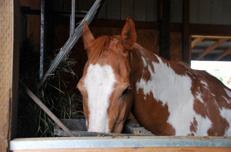 Paint mare eating feed in her stall
