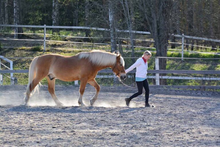A woman leads a Haflinger through an arena