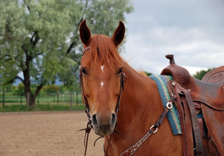 A chestnut horse wearing western tack