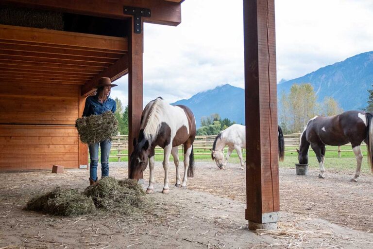 A woman spreads hay out for her three horses in a paddock