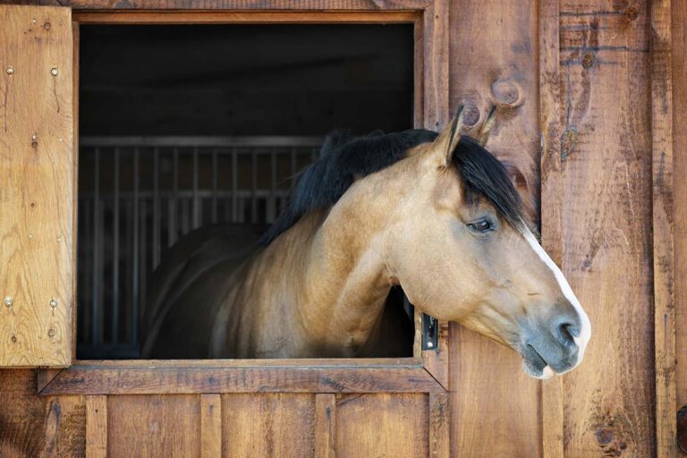 Brown horse looking out the stall door