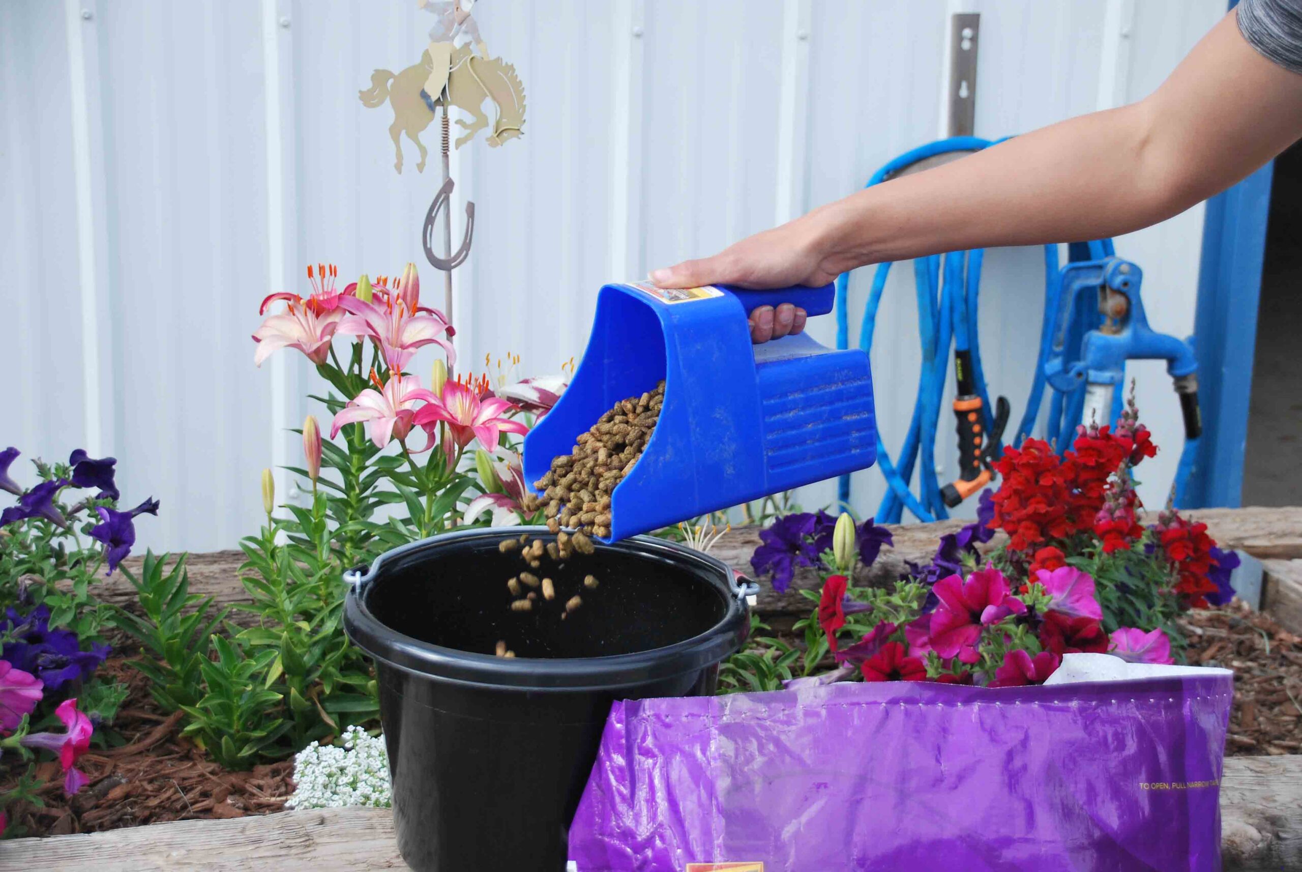 A hand pouring a scoop of horse feed into a bucket
