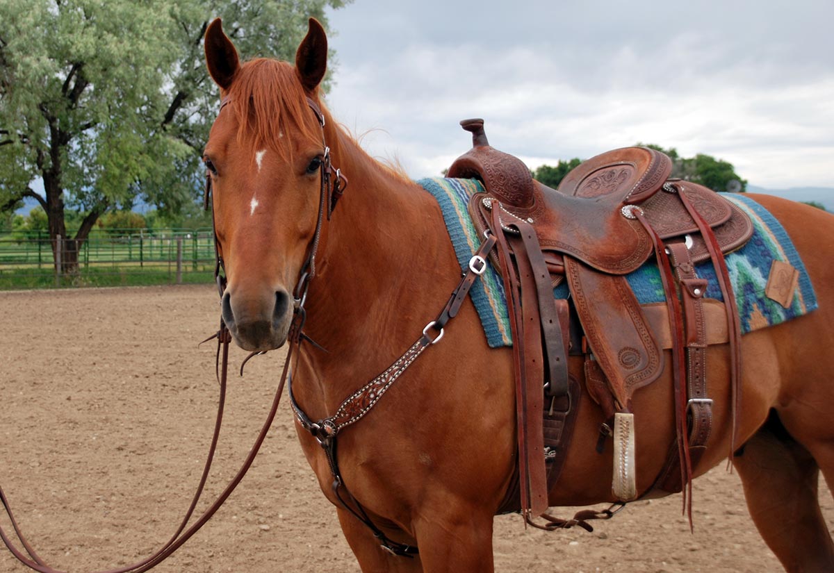 How To Make A Saddle Learn The Tremendous Technology Pro Horse World How To Make A Saddle Learn The Tremendous Technology Pro Horse World
