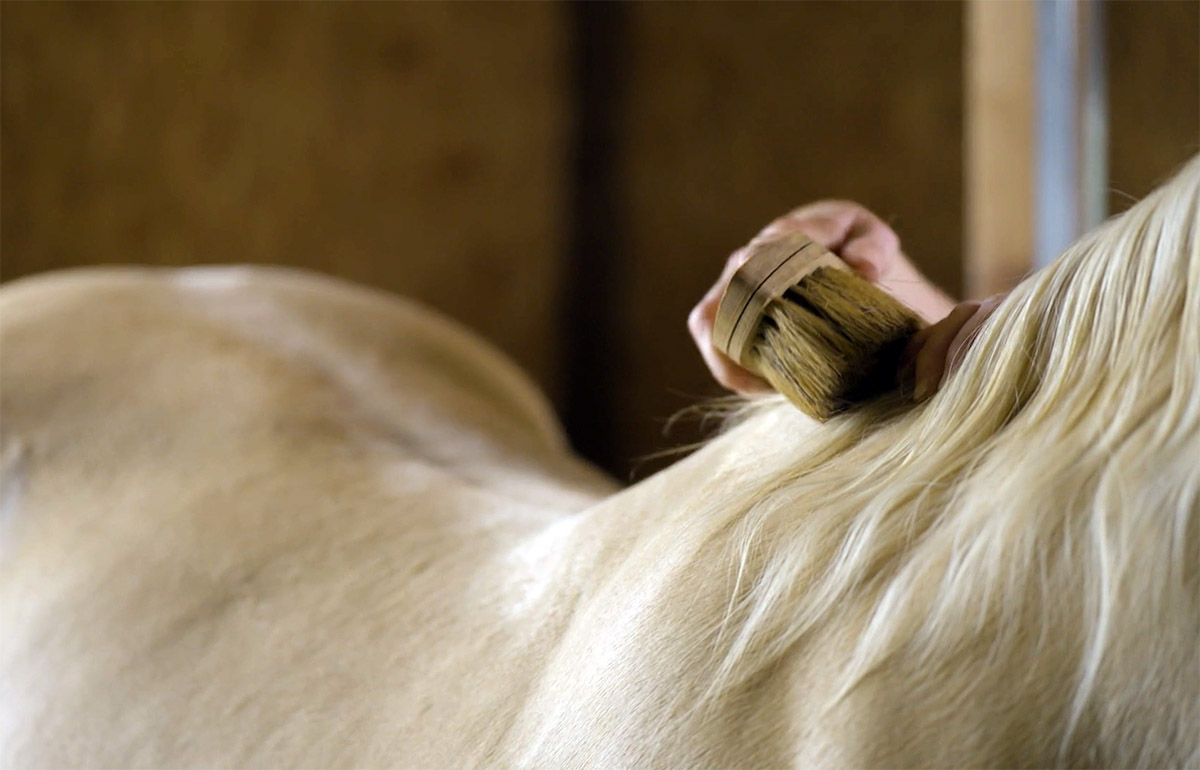 How To Groom Your Horse My New Horse