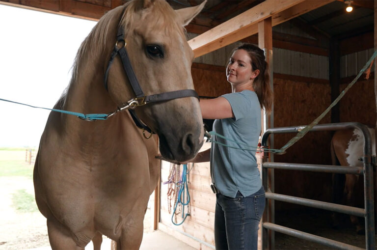 a young woman grooms a palomino horse in the cross-ties