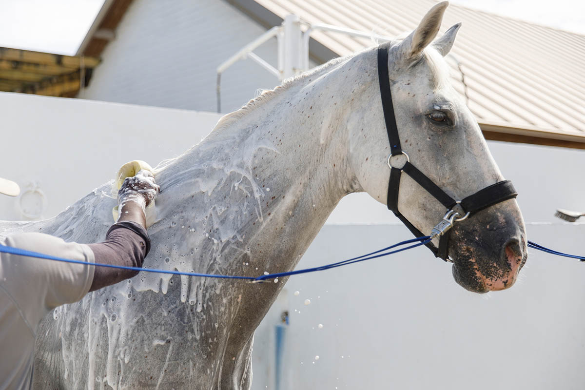 How To Bathe Your Horse The Ultimate Guide My New Horse