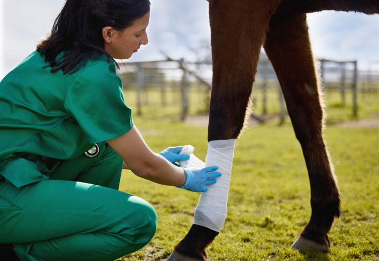 A female veterinarian bandages a horse's leg