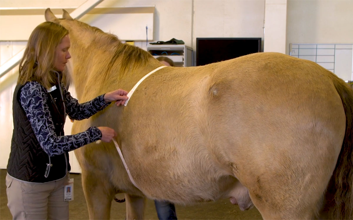 Help Your Horse Gain Weight My New Horse