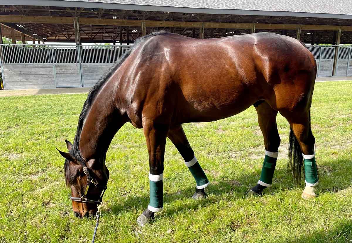 The Different Types of Leg Protection for Horses My New Horse