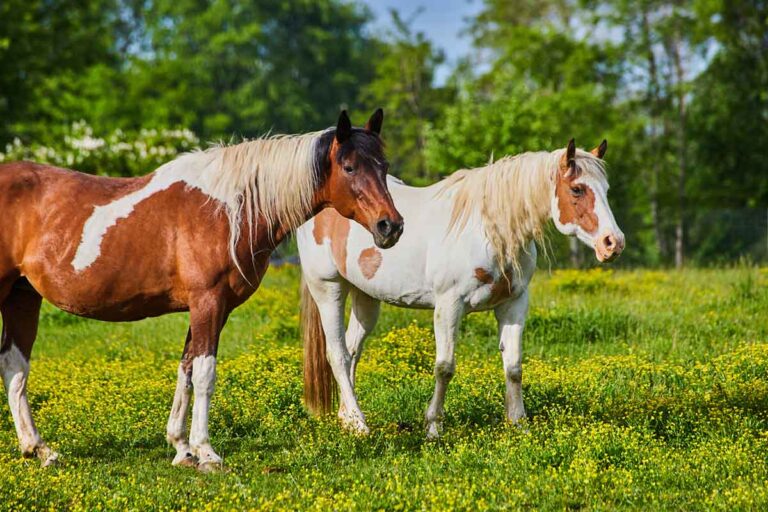 An overo and tobiano paint horse in a pasture