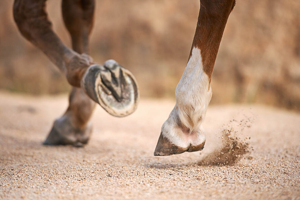 close up of a horse's bare feet while trotting on gravel