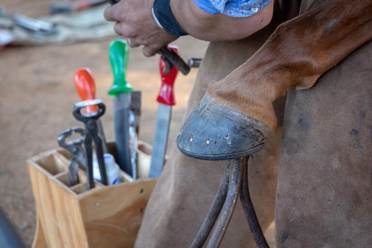 Close-up of a farrier getting ready to trim a horse's hoof