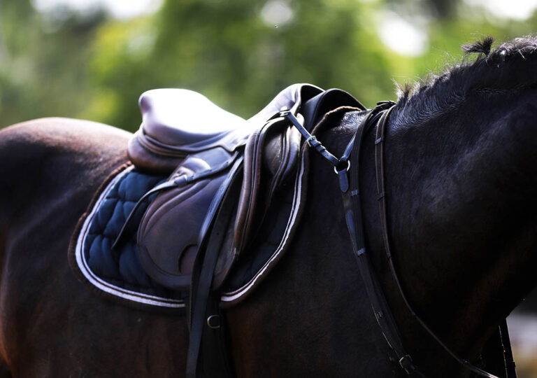 Common Types and Uses of Horse Tack and Equipment My New Horse