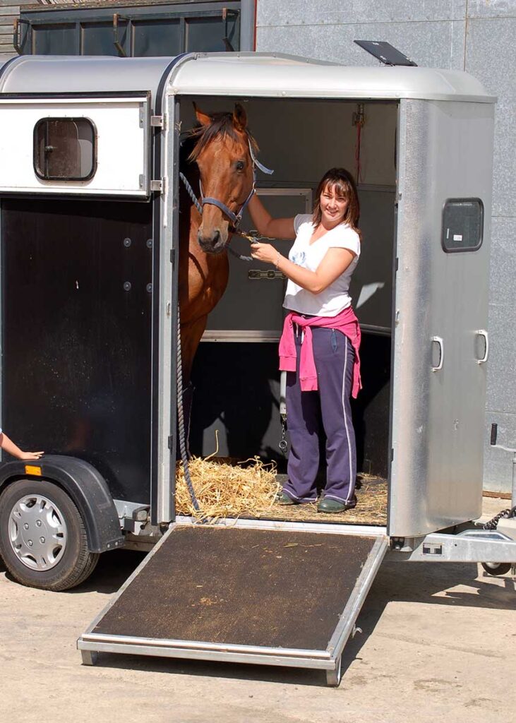 How Much Does It Cost to Buy a Horse? My New Horse