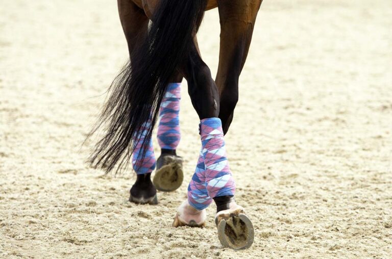 close-up of fun, colorful polo wraps on a riding horse's legs