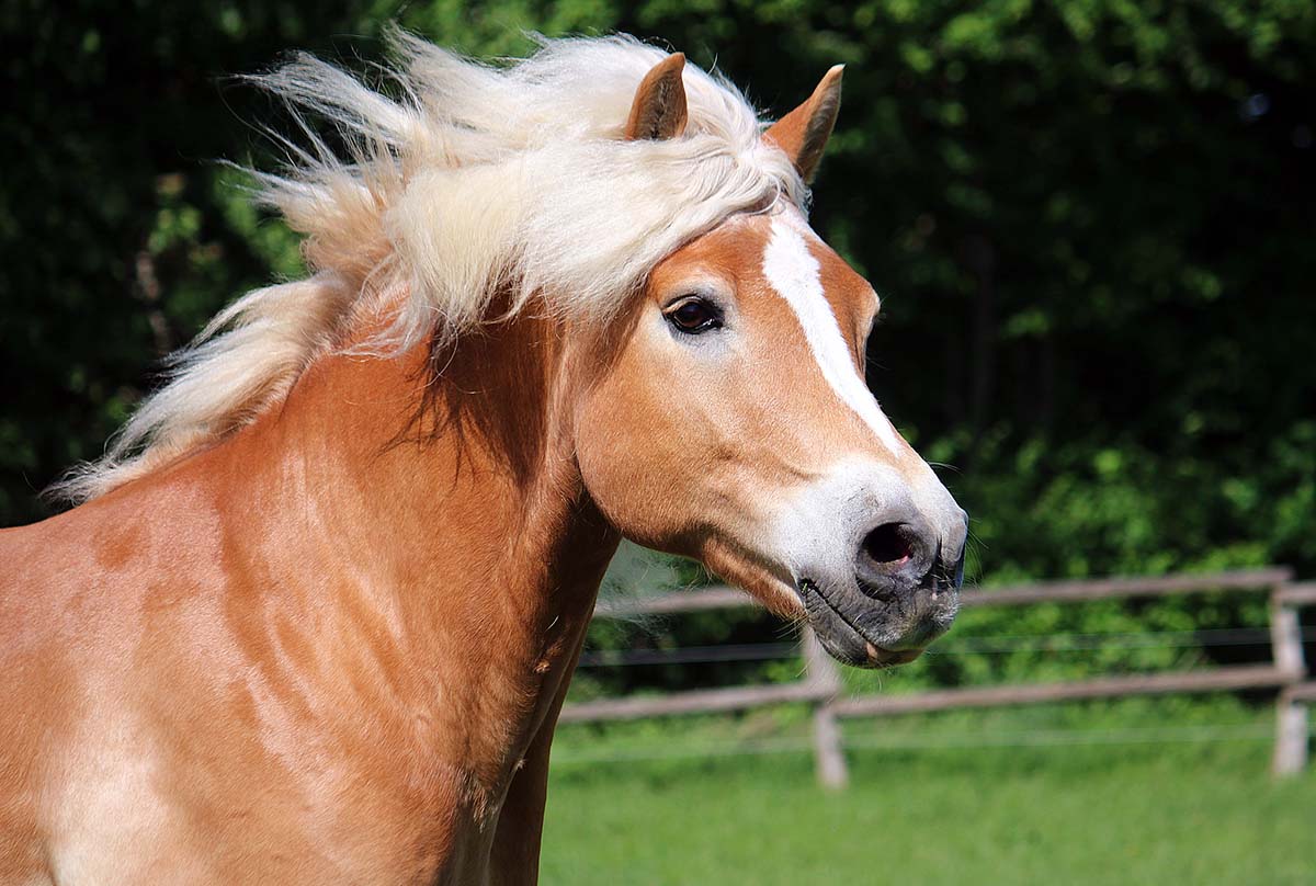 The 10 Best Horse Breeds for Beginners My New Horse