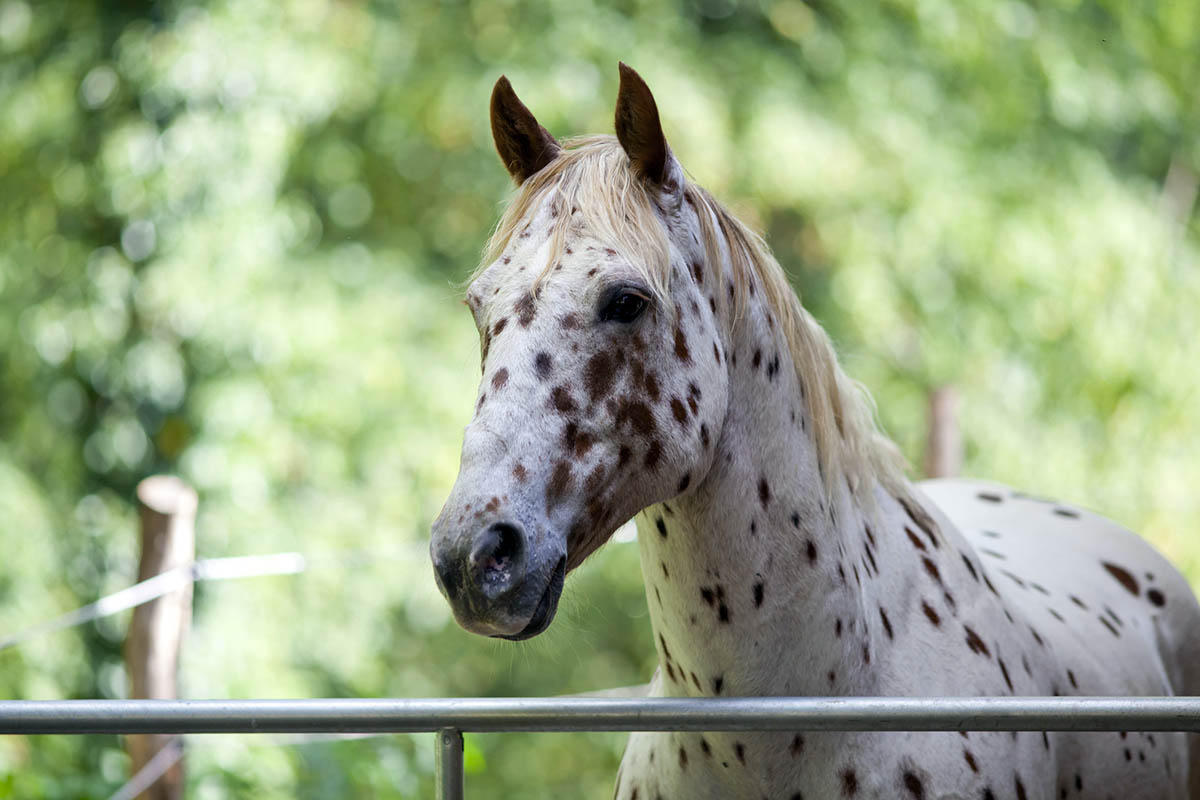 The 10 Best Horse Breeds for Beginners My New Horse