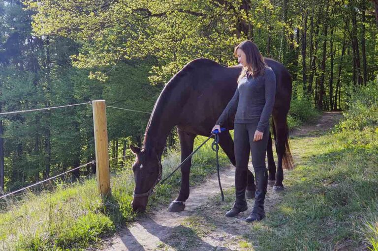 a woman hand-walks and grazes her dark bay horse along a trail and fence line