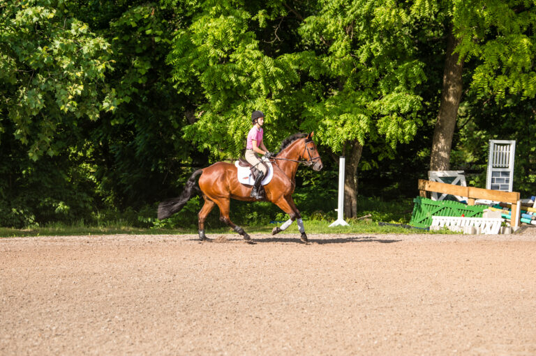 Sharpen Your ShowJumping Skills