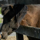 Miniature Horses as Guides for the Blind promo image