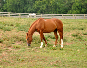 Tips for the School Horse Rider promo image