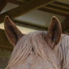 Your Horse's Hearing promo image