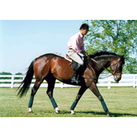 Using Draw Reins and Side Reins promo image