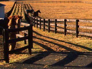 Temporary Paddock Fencing Options promo image