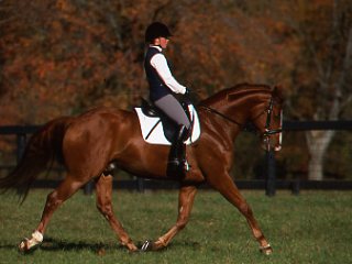 How to Try Out a Horse for Sale promo image